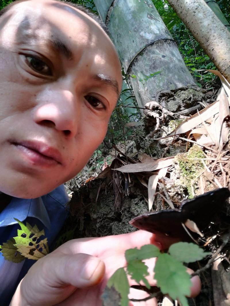贵州吊脚楼大森山的野生黑灵芝