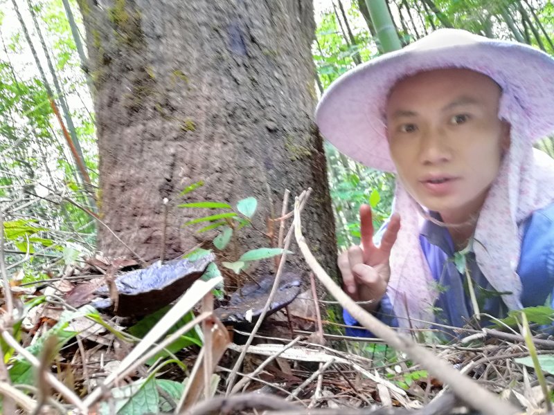 贵州吊脚楼大森山的野生黑灵芝