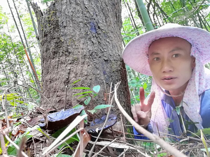 贵州吊脚楼大森山的野生黑灵芝