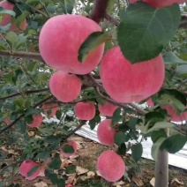 新鲜美八嘎啦苹果成熟【承接电商微商代发生鲜供应链】