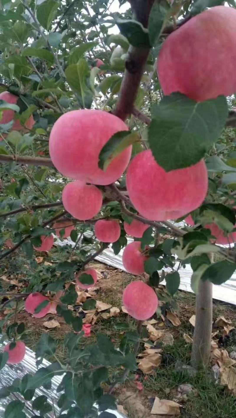 新鲜美八嘎啦苹果成熟【承接电商微商代发生鲜供应链】