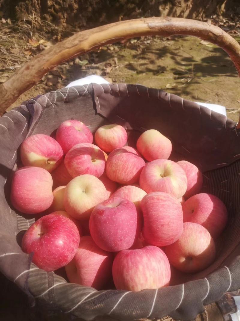 新鲜美八嘎啦苹果成熟【承接电商微商代发生鲜供应链】