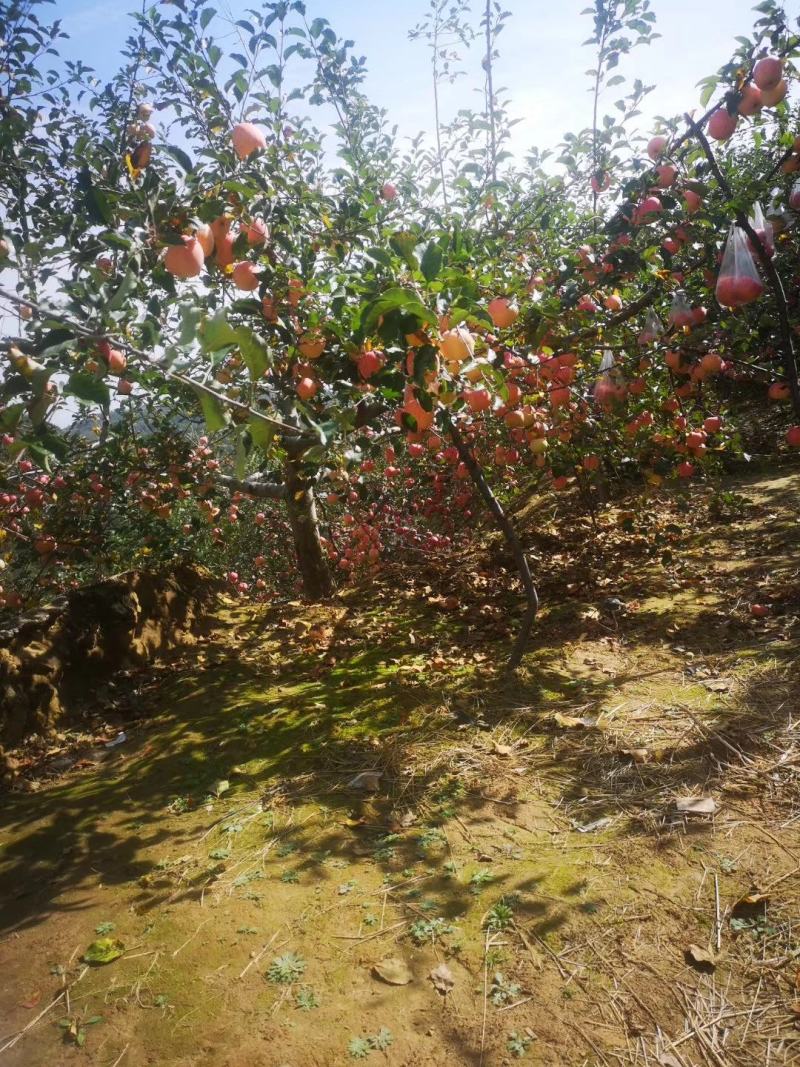 新鲜美八嘎啦苹果成熟【承接电商微商代发生鲜供应链】