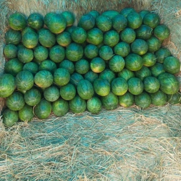 高阳县龙卷风重茬王杨龙