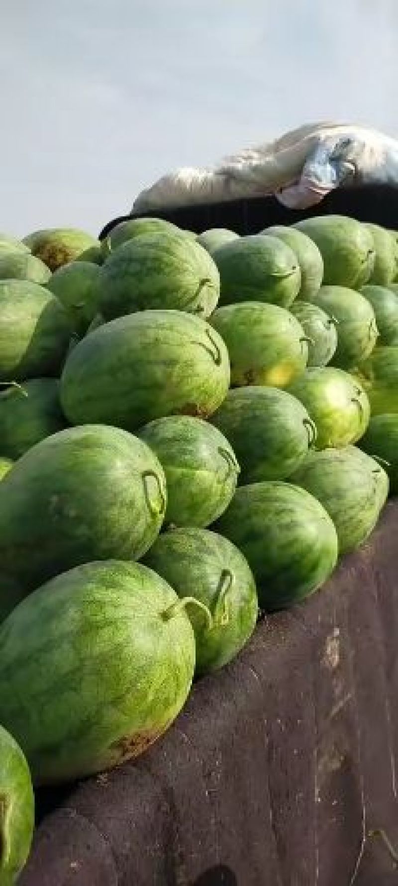 高阳县龙卷风重茬王杨龙