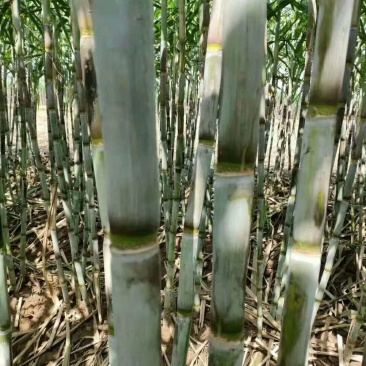 青皮甘蔗,根根精选,做绿色健康的水果!大中小3种规格可选