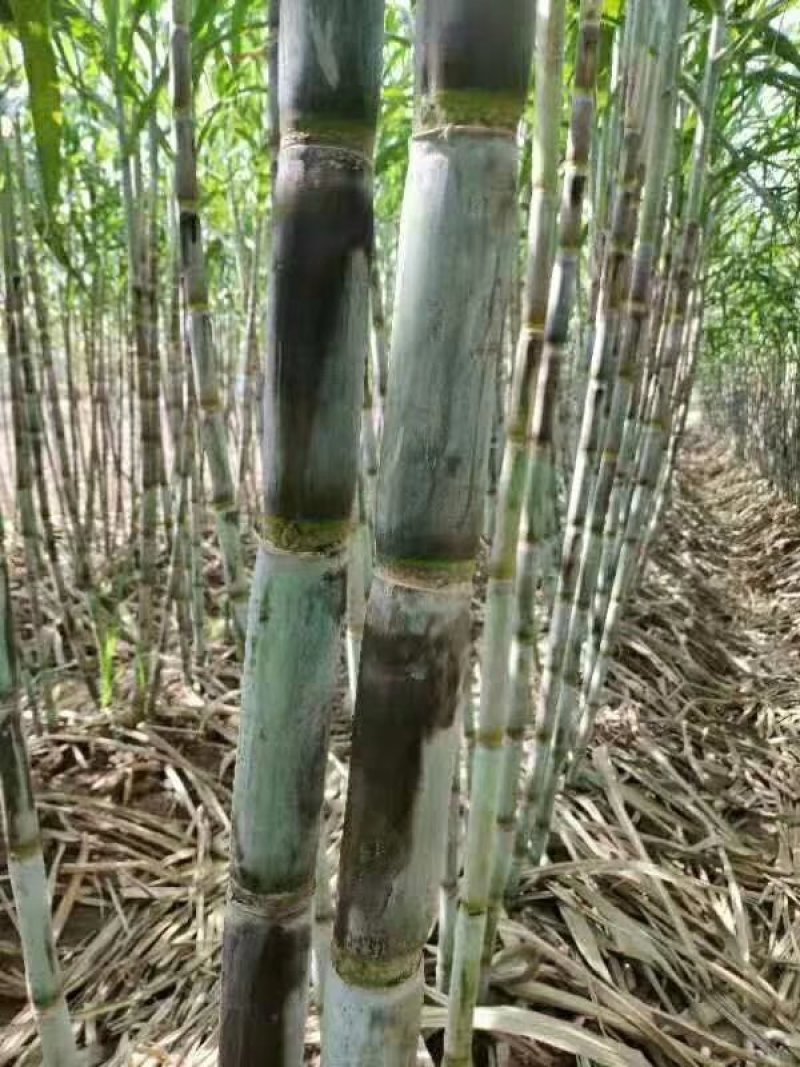 青皮甘蔗，根根精选，做绿色健康的水果！大中小3种规格可选