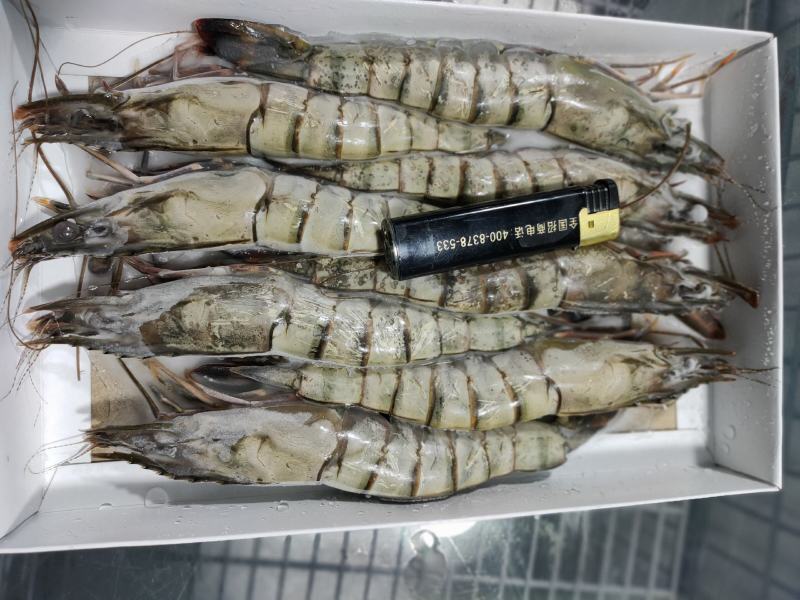 泰国黑虎虾