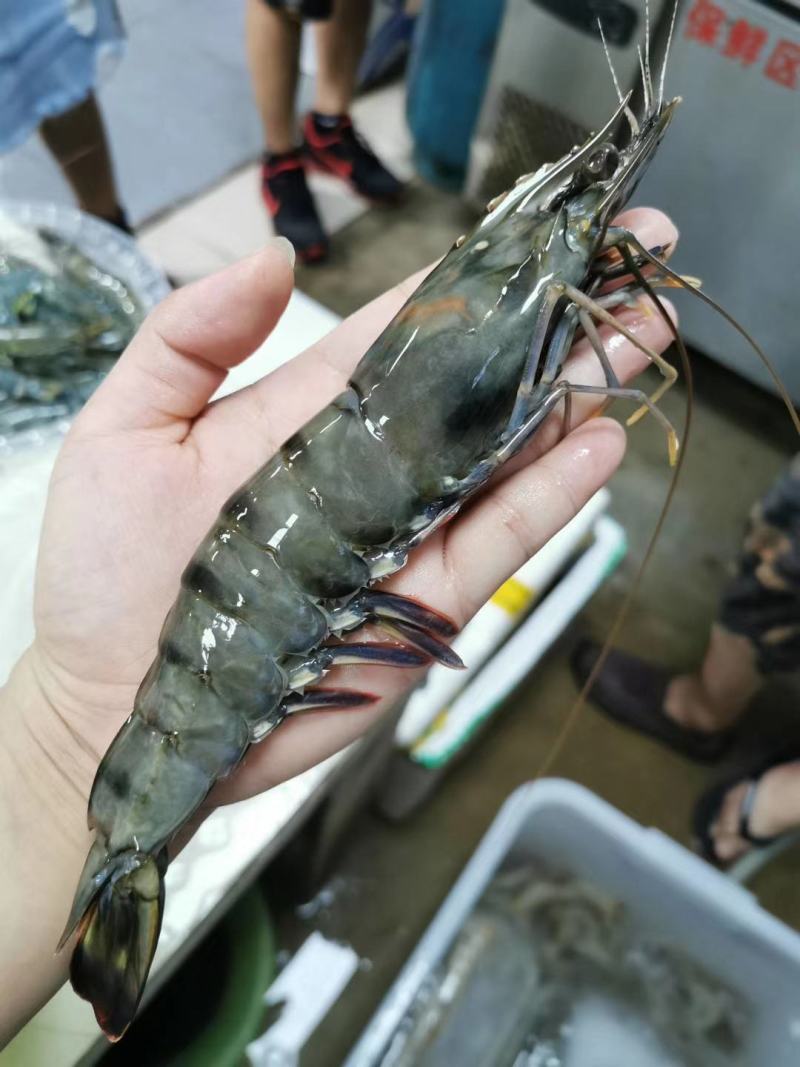 泰国黑虎虾