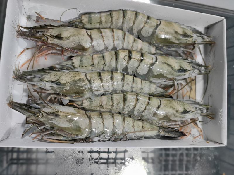 泰国黑虎虾