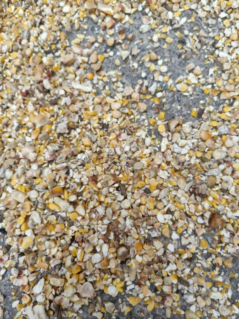 （有好货）碎玉米过风精粮鸡鸭鹅猪牛羊专用，价格美丽！