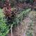 精品紫薇树苗红火箭庭院速生红火球盆栽百日红绿
