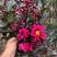 精品紫薇树苗红火箭庭院速生红火球盆栽百日红绿