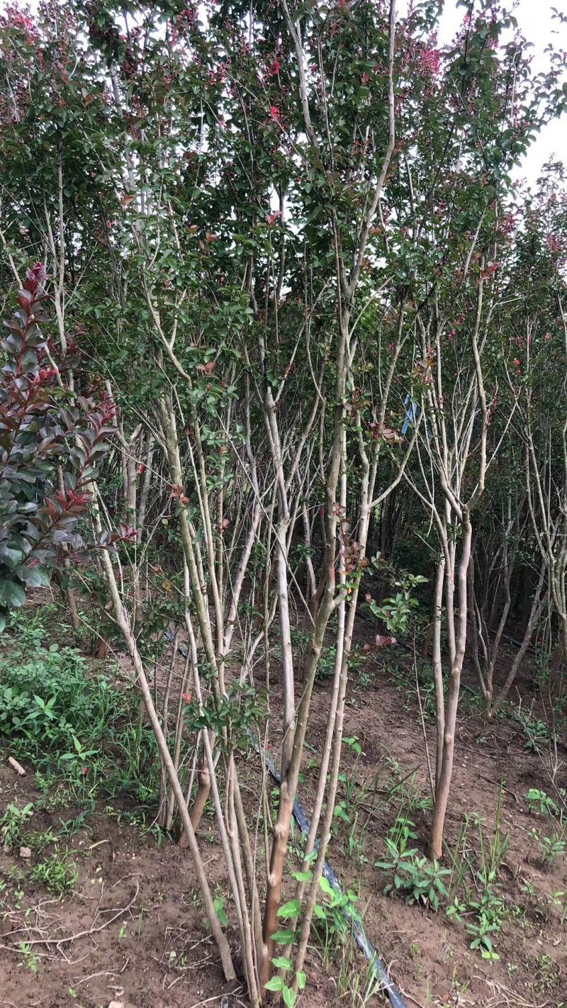 精品紫薇树苗红火箭庭院速生红火球盆栽百日红绿
