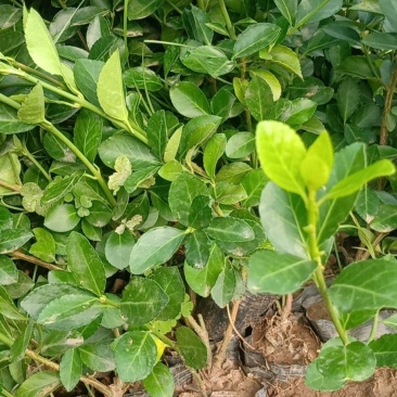 卫矛,山东青州卫矛,质量好成活率,基地直销,一手货源