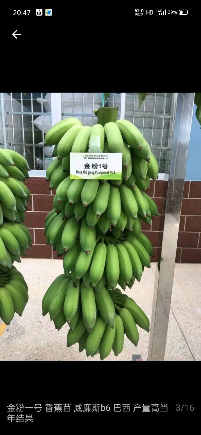 西贡蕉金粉一号