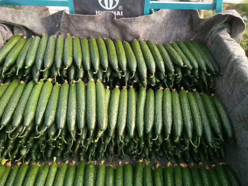 黄瓜山东黄瓜密刺黄瓜大量上市