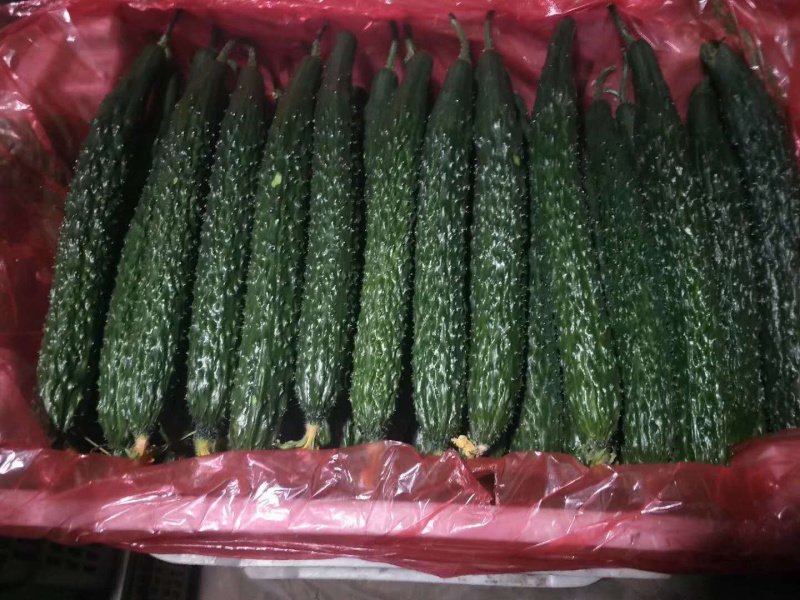 黄瓜山东黄瓜密刺黄瓜大量上市