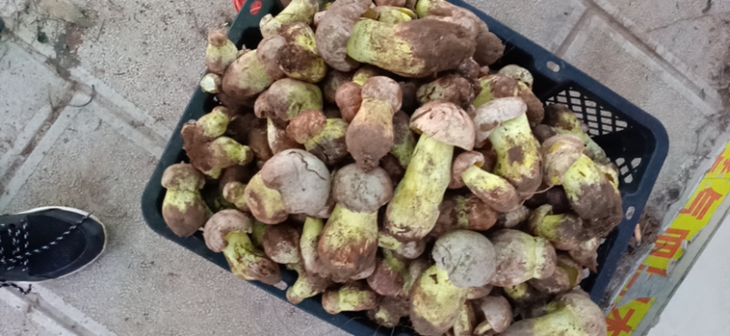 白葱菌白葱菌粉菌见手青牛肝菌精品