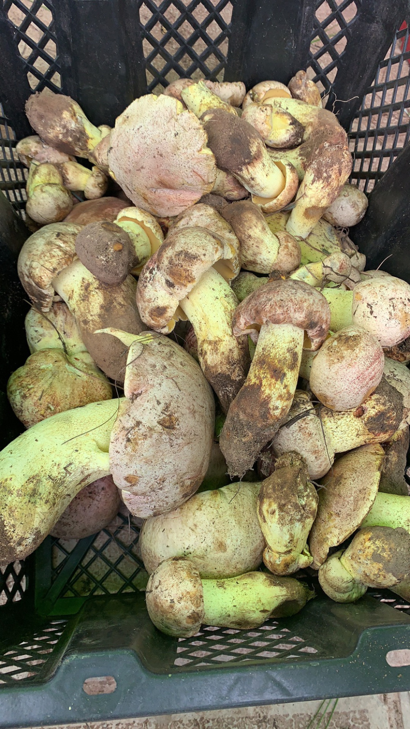 白葱菌白葱菌粉菌见手青牛肝菌精品