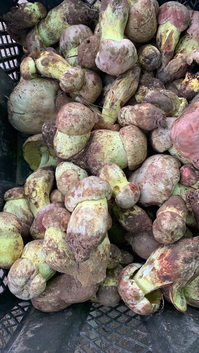 2022年白葱菌白葱菌粉菌见手青牛肝菌精品