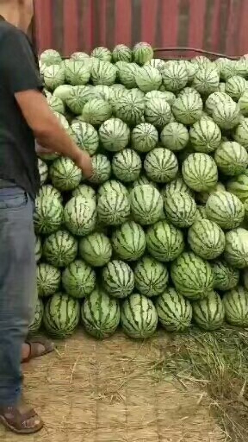 大量西瓜上市