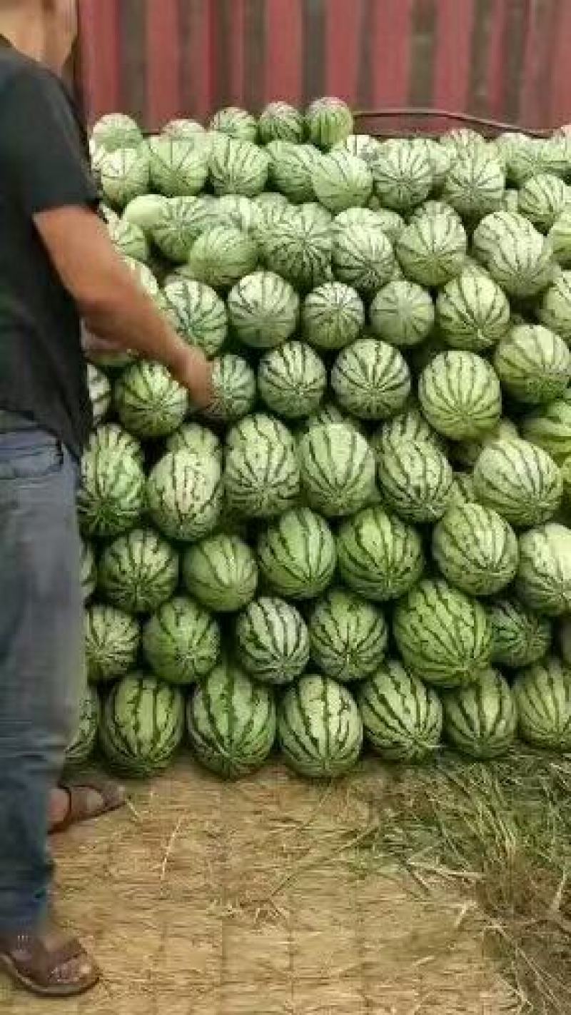 大量西瓜上市