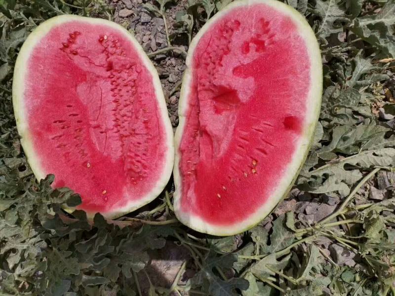 大量西瓜上市