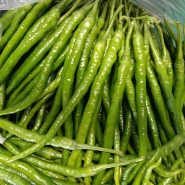 二荆条