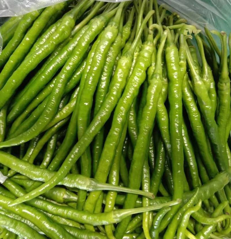 二荆条
