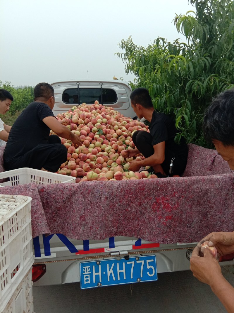 红不软毛桃，个头大，口感好、耐运输、耐储存
