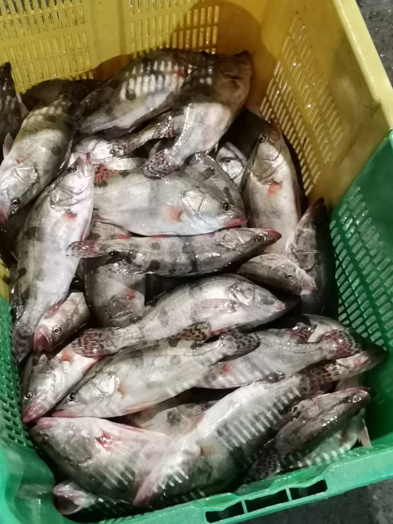 四两到七两小桂鱼标桂超标