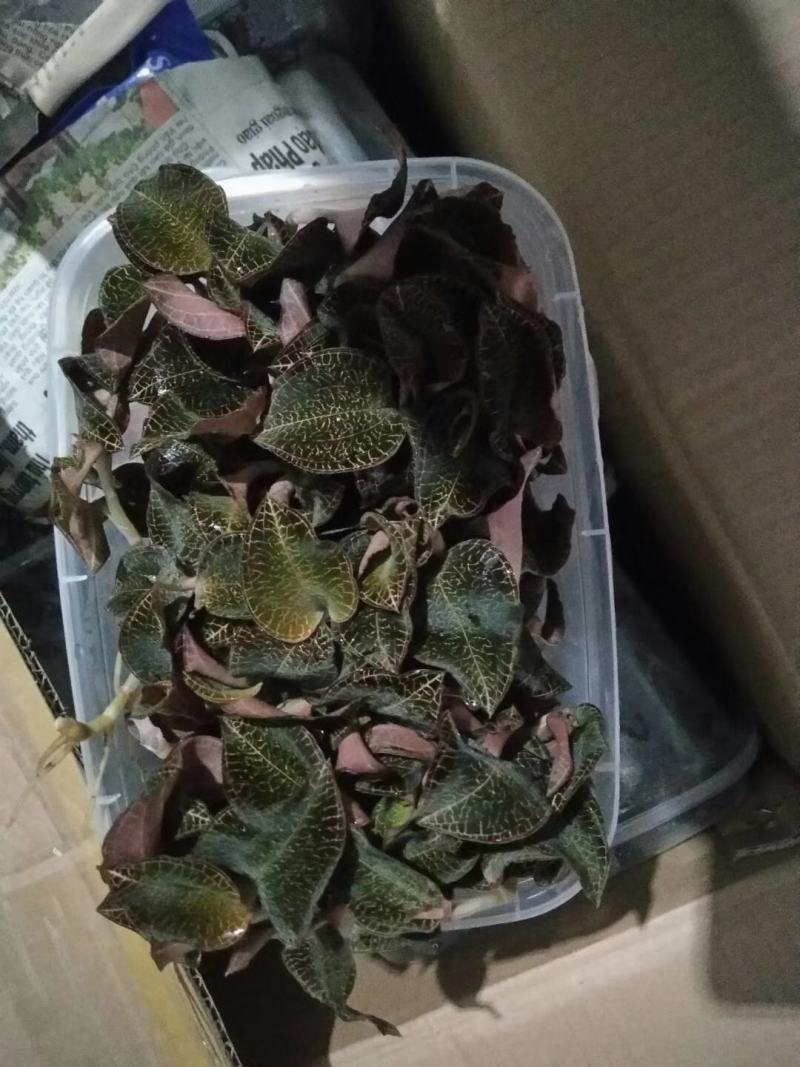 金线莲，种植野生的金线莲都有