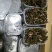金线莲，种植野生的金线莲都有