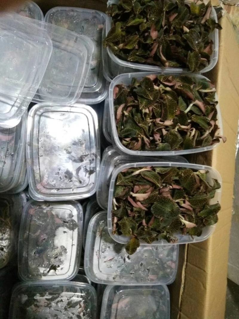 金线莲，种植野生的金线莲都有