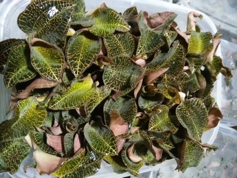 金线莲，种植野生的金线莲都有