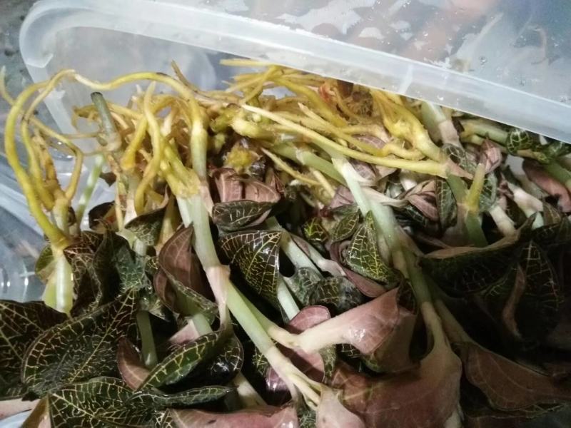 金线莲，种植野生的金线莲都有