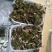 金线莲，种植野生的金线莲都有