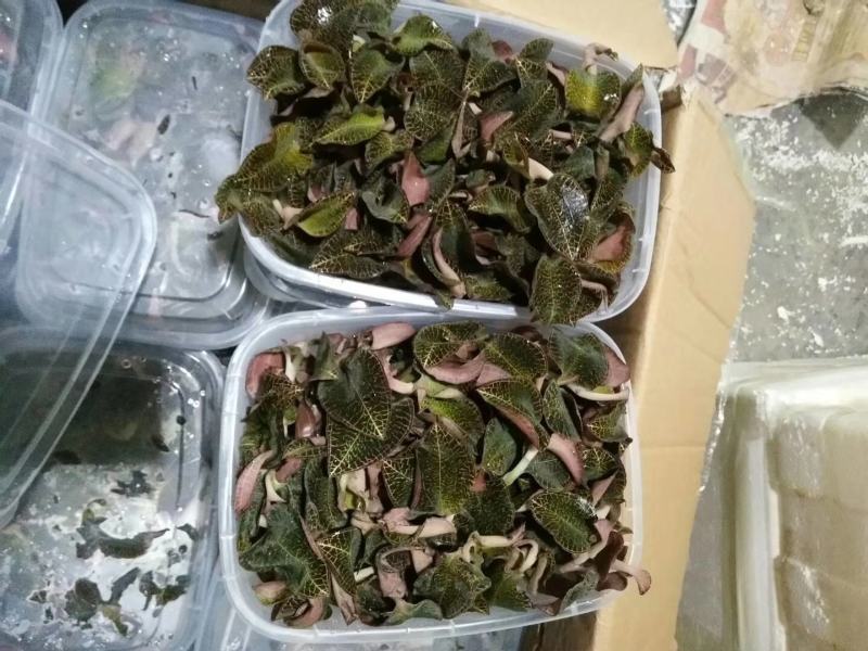 金线莲，种植野生的金线莲都有