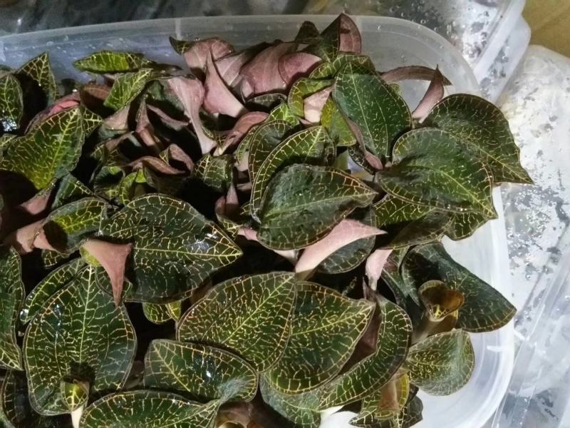 金线莲，种植野生的金线莲都有