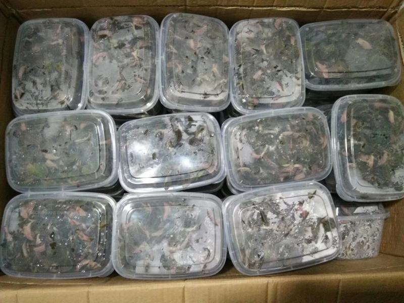 金线莲，种植野生的金线莲都有