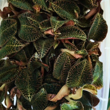 金线莲，种植野生的金线莲都有