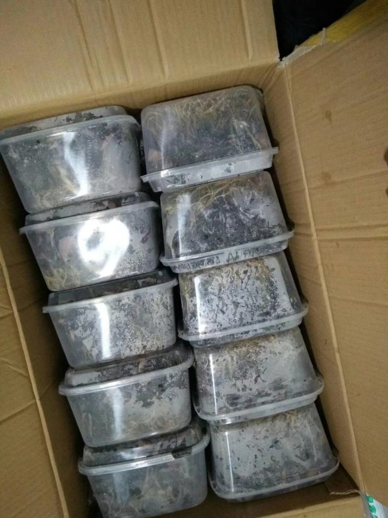 金线莲，种植野生的金线莲都有