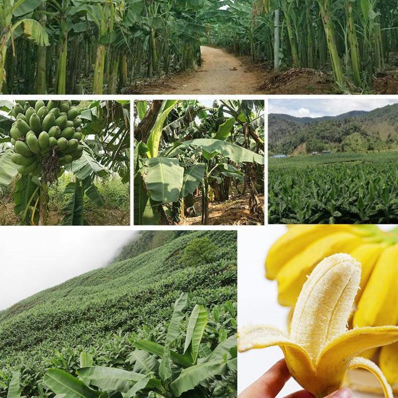 广西小米蕉应季新鲜水果小香蕉，产地一手货源批发，一件代发