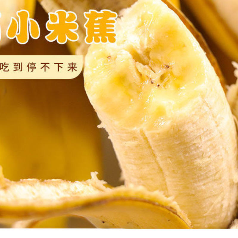 广西小米蕉应季新鲜水果小香蕉，产地一手货源批发，一件代发