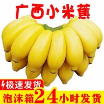 广西小米蕉应季新鲜水果小香蕉，产地一手货源批发，一件