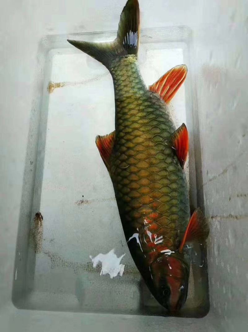 青竹鲩，青竹鱼，青竹鲤，苗场直销，免费指导养殖技术