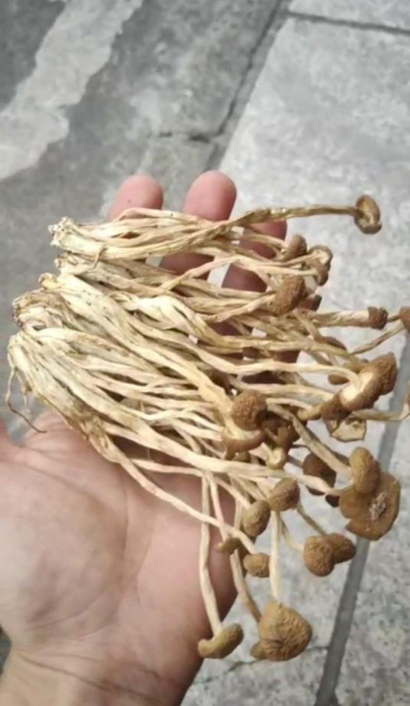 福建古田茶树菇今年新货一件起全国包邮品质保证