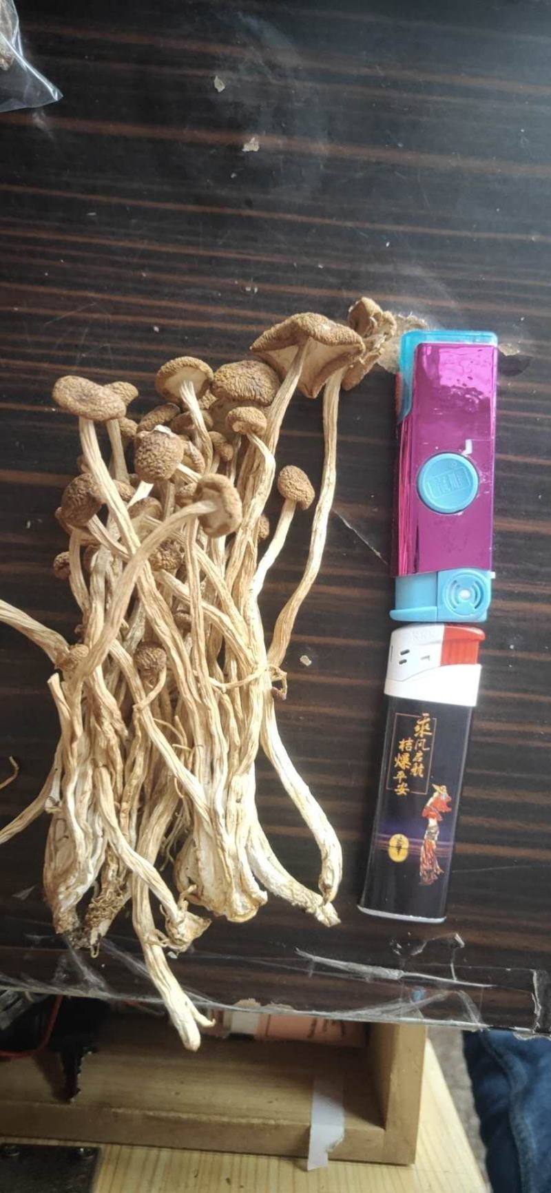 福建古田茶树菇今年新货一件起全国包邮品质保证