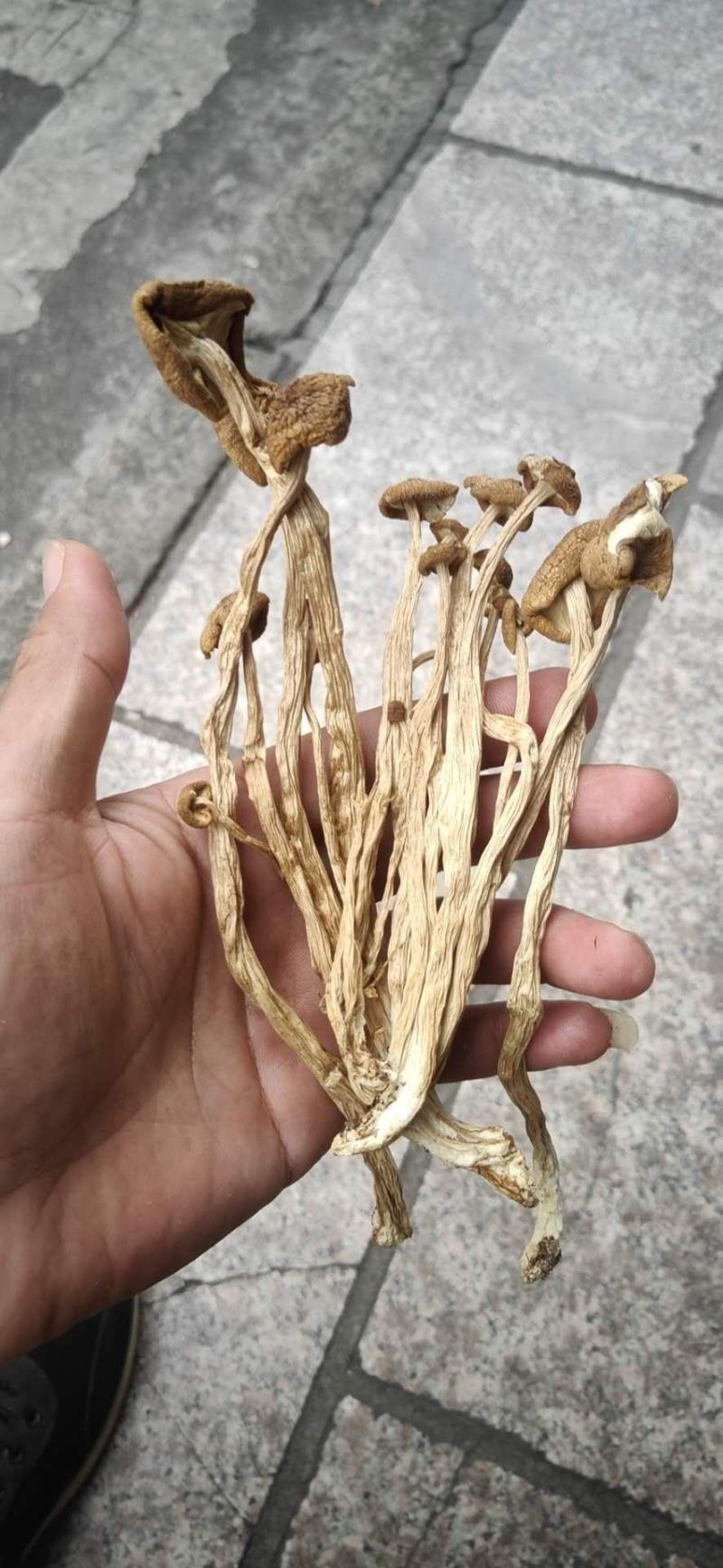 福建古田茶树菇今年新货一件起全国包邮品质保证